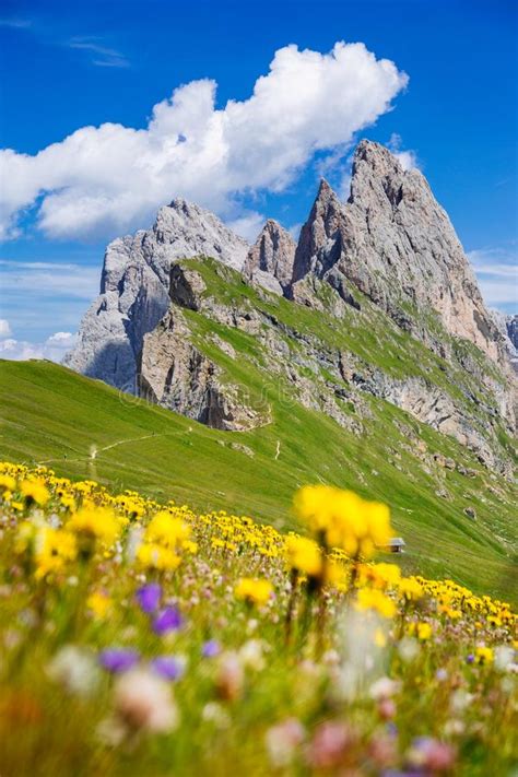 Seceda Mount Trail Green Fields And Flowers In The Dolomites Alps