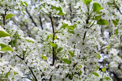 White Flowering Crabapple Tree In The Spring Stock Photo Download