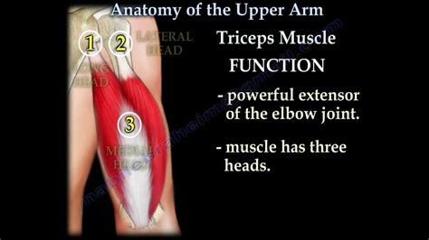 Anatomy Of The Upper Arm Everything You Need To Know