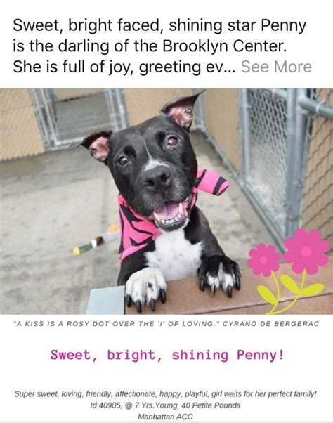 Penny Pulled By Pound Hounds Rescue ️ ️091918 To Die 091918