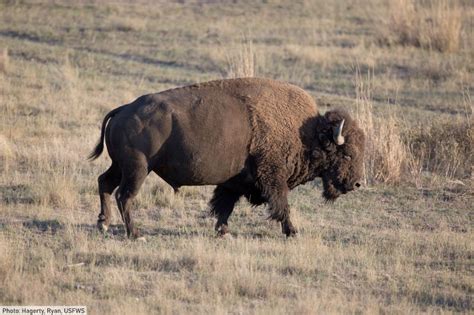 American Bison Facts Pictures History And Conservation Information