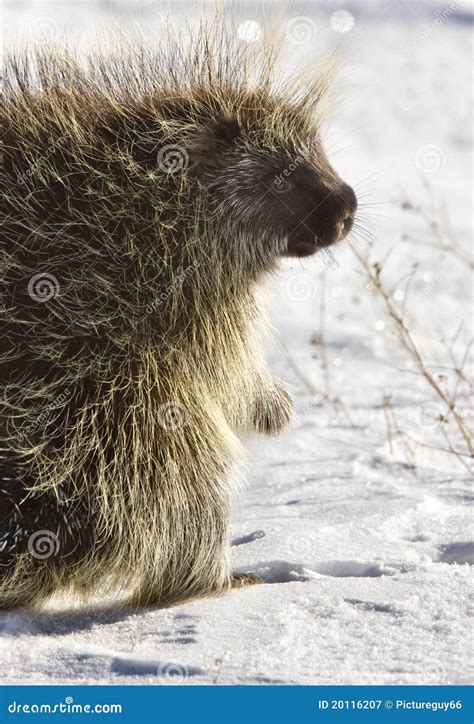 Porcupine In Winter Stock Image Image Of Grassy Wildlife 20116207