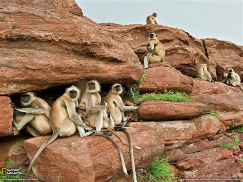 National Geographic Photo Of The Day August 2011 Amazing Creatures