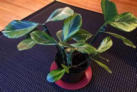 Identification What Is This Plant With Waxy Variegated 7 By 4