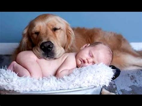We did not find results for: Best Of Funny Cats And Dogs Love Babies Compilation 2015 ...