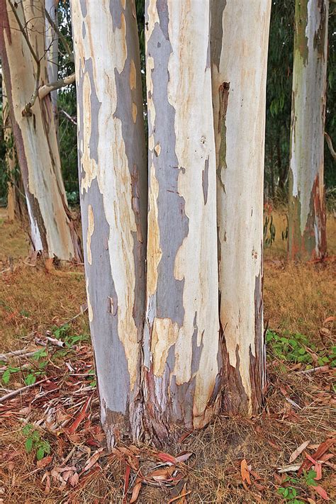 Colorful Eucalyptus Tree Bark 2 Photograph By Gill Billington Pixels