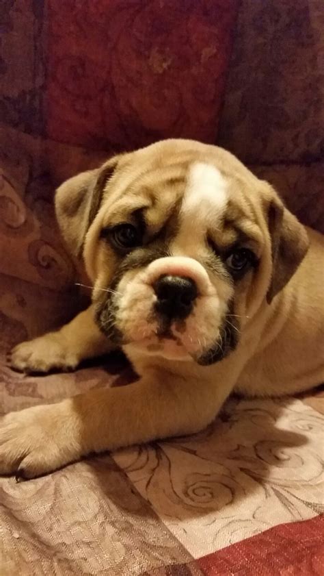 Today's olde english bulldogge looks dissimilar to its living the olde english bulldogge was so named to differentiate it from the modern english bulldog and is not. Old English Bulldog Puppies For Sale | Sebring, FL #167203