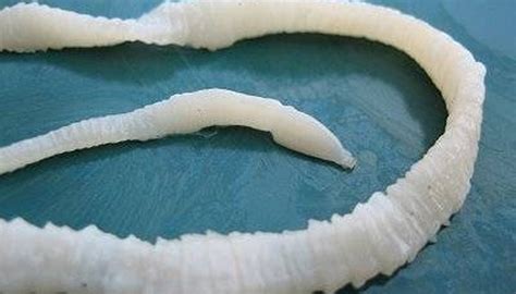 Where Are Tapeworms Located In The World Animals Momme