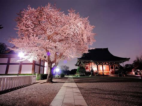 Cherry Blossom Tree Nature Japan Cherry Blossom 720p Wallpaper