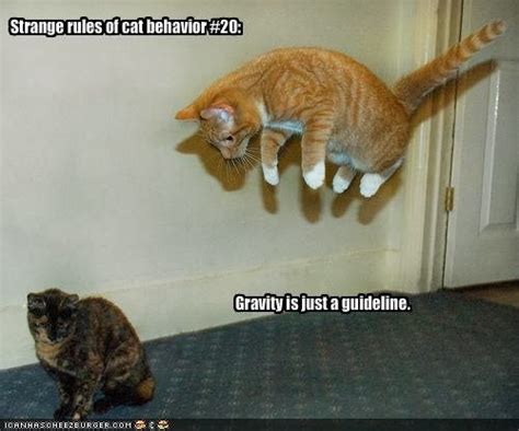 Funny Cat Pictures With Captions November 2011