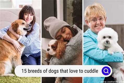 15 Breeds Of Dogs That Love To Cuddle Photos Oodle Life