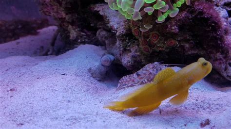 Pistol Shrimp And Watchman Goby Youtube