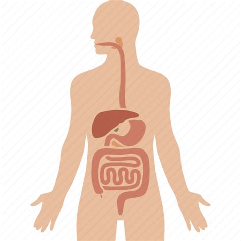 Digestion Digestive Gastrointestinal Human Organs System Tract Icon