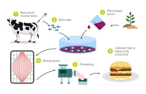 Lab Cultured Meat Companies