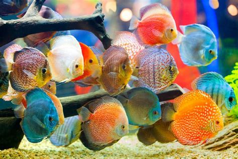 20 Different Colorful Freshwater Fish Petsoid