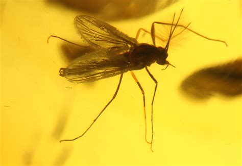 Filemosquito Trapped In Amber Wikimedia Commons
