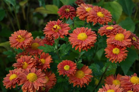 It's wise to plant your mums about 18 inches from other plants so their roots have room to expand. Chrysanthemum 'Spartan Linnet' - Ballyrobert Gardens