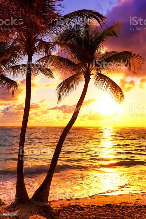 Coconut Palm Trees Against Colorful Sunset Stock Photo