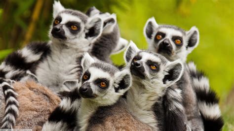 Animals Lemurs Wildlife Mammals Wallpapers Hd Desktop And Mobile