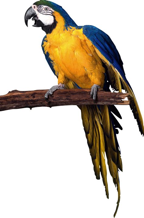 Parrot Png Images Free Download