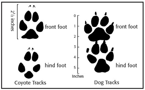 We did not find results for: Coyotes - Wildlife Conflicts