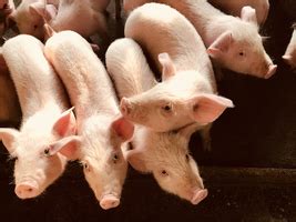 China Breeding Sow Stock Rises In October For First Time Since Swine Fever Outbreak Caixin Global