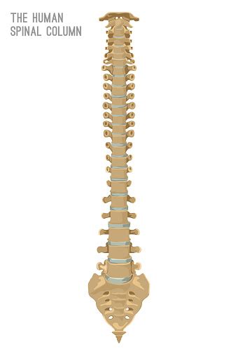 Human Spine Column Stock Illustration Download Image Now Istock