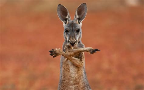 Kangaroo Wallpapers Pictures Images