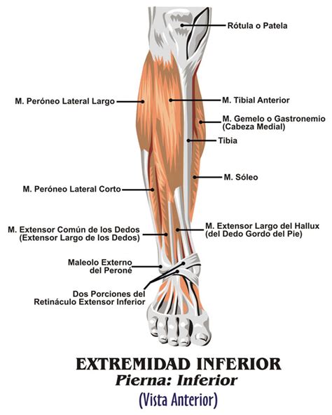 La Ciencia Del Correr Diciembre 2015