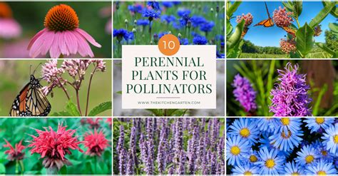 The Best Perennials For Pollinators The Kitchen Garten