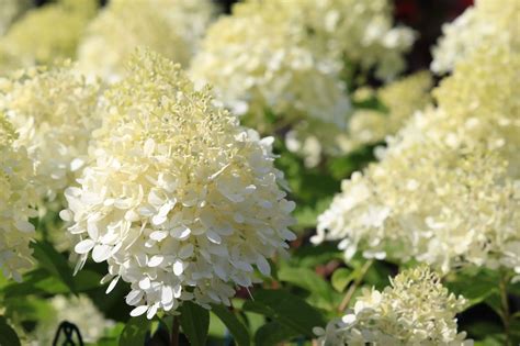 Top 8 White Flowering Bush For Garden Lovers Expert Suggestions Constant Delights