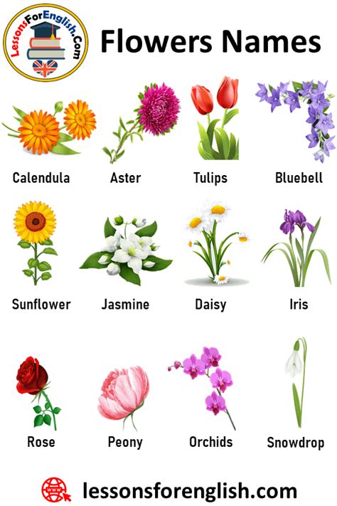 types of flowers and names flowers names and definitions list of flower names a to z lessons