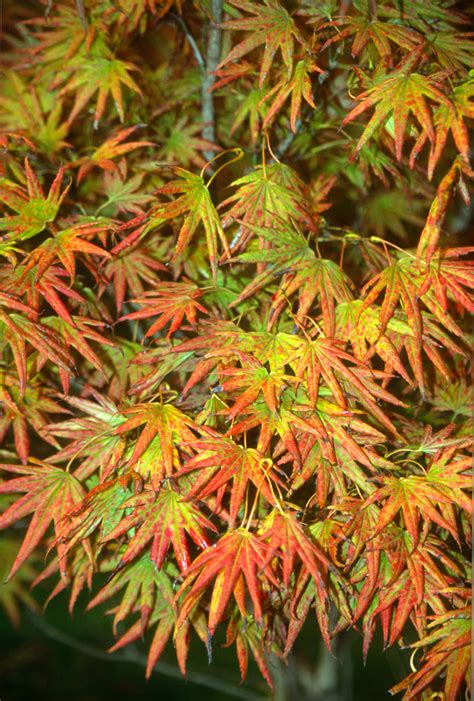 Buy Acer Shirasawanum Mr Sun Dwarf Full Moon Japanese Maple Mr