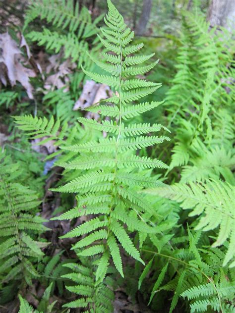 new york fern flickr photo sharing