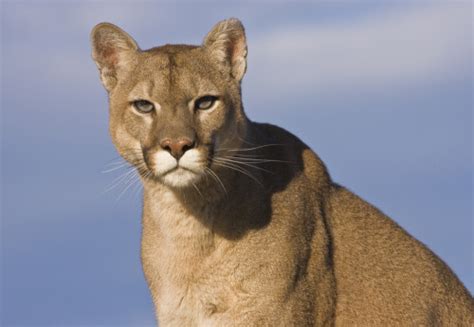 Big Cat Network Eastern Cougar May Soon Be Declared Extinct Photo