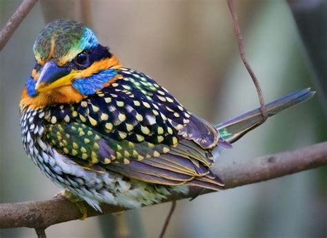 Spotted Wood Kingfisher Beautiful Birds Pet Birds Colorful Birds