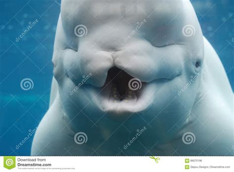 A Look At The Teeth Of A Beluga Whale Underwater Stock Photo Image Of