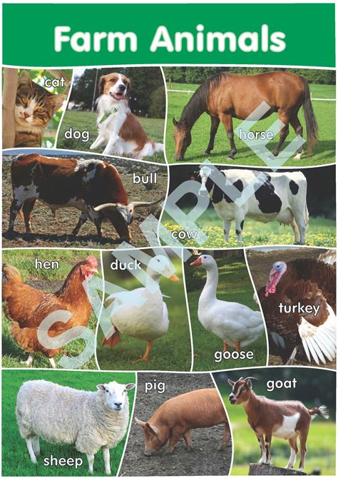 12 Farm Animals Poster A3 Size English Version Payhip