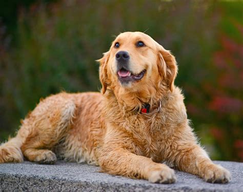 Check spelling or type a new query. Facts About the Truly Amazing Golden Retriever-Cocker ...