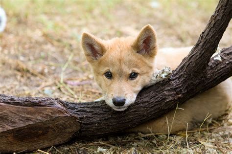 Climbing Dingoesaustralian Alpine Dingoes Claudia Bensimoun