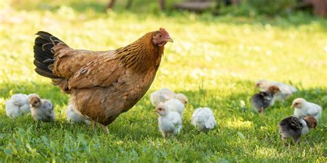 Dont Kiss Snuggle Chickens Cdc Says Salmonella Outbreak Linked To Backyard Poultry Flocks