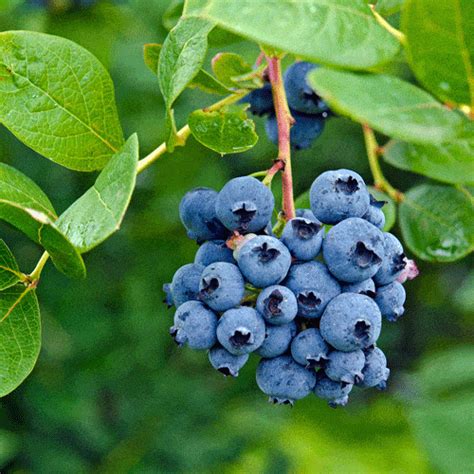 Blueberries can be planted in spring or also in late fall in all but coldest this will bolster berry production and quality. Highbush Blueberry Seeds - Natural Seed Bank