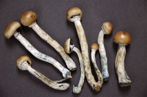Scientists Think Shrooms Might Be A Cure For Drug Addiction And
