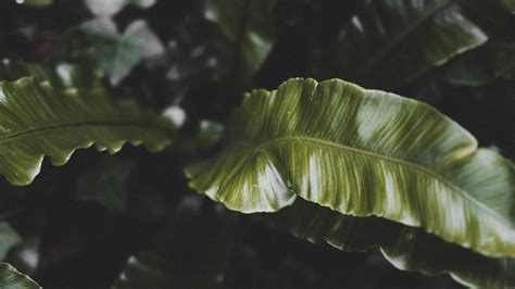 Download Wallpaper 1920x1080 Plant Leaves Green Tropical Dark Full