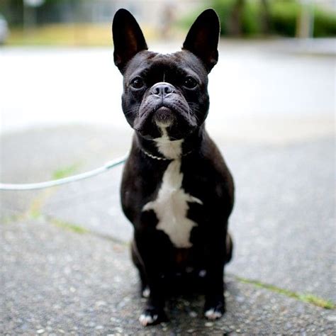 The frenchtons are a cross between the boston terrier breed and the french bulldog breed. Mila, French Bulldog/Boston Terrier mix, Bute & Burnaby St ...