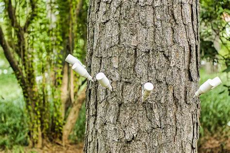 However, planting around flowers in soil with tree roots is both potentially damaging to the tree and may restrict the flowers growth due to limited resources. How to Track & Manage Deep Root Feeding & Injections ...