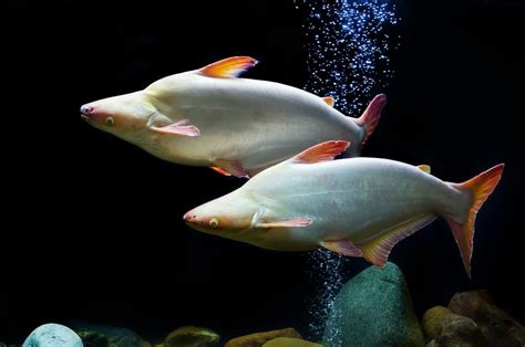 8 Freshwater Aquarium Sharks Care And Tank Setup Fish Tank Master