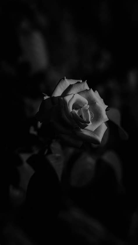Update More Than 59 Black And White Rose Wallpaper Latest Incdgdbentre