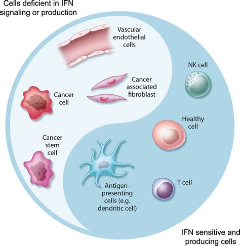Concise Review Targeting Cancer Stem Cells And Their Supporting Niche