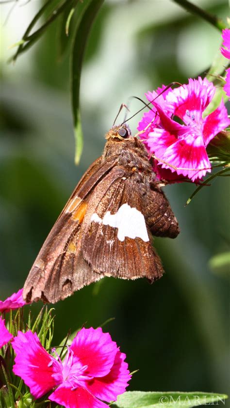 Silver Spotted Skipper Butterfly North American Insects And Spiders